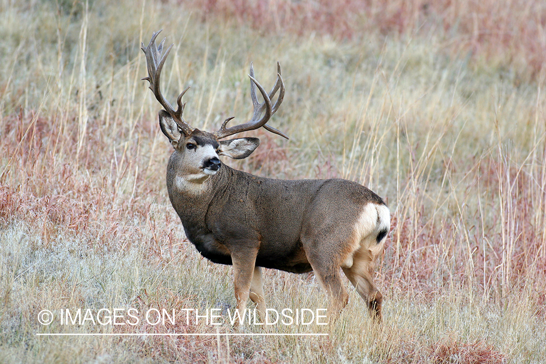 Mule deer buck in habitat. 