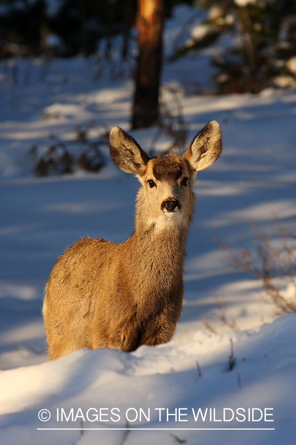 Mule deer doe in habitat. 