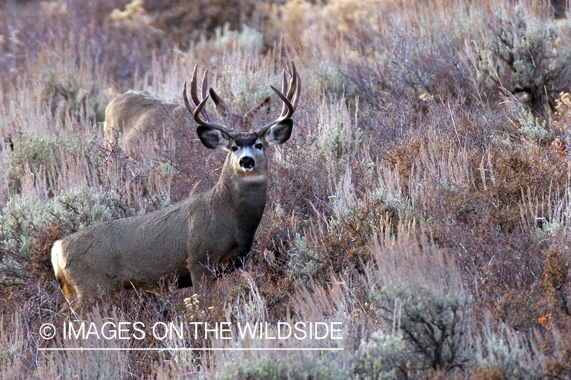 Mule deer buck in habitat - doe in background