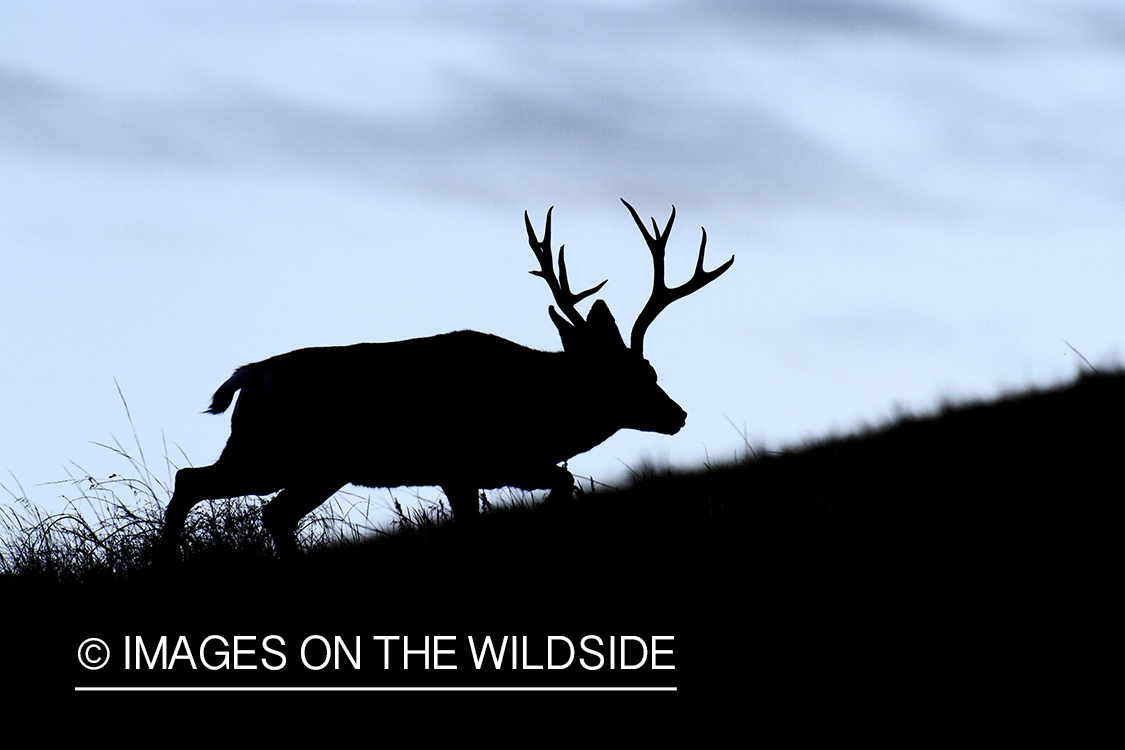 Mule Deer buck at sunset (silhouette).