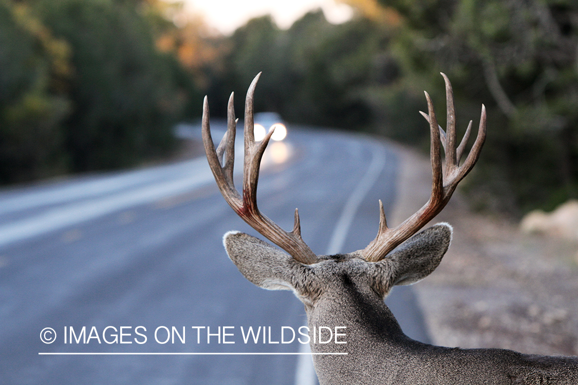 Mule deer buck crossing highway.