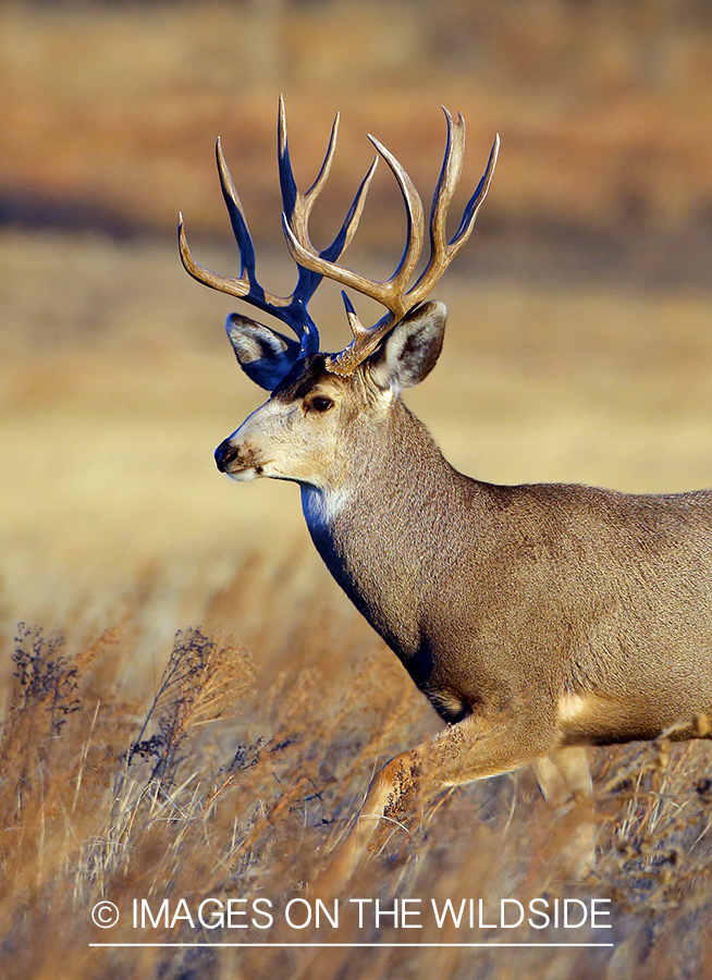 Mule deer buck in field.