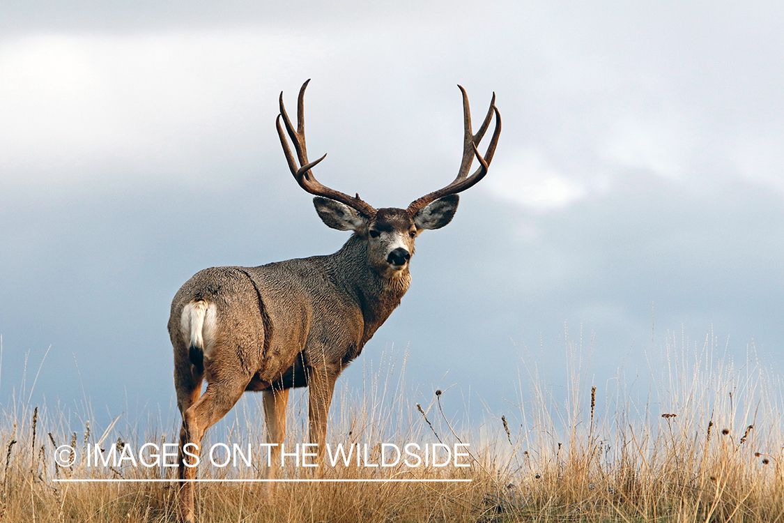 Mule deer buck in field.