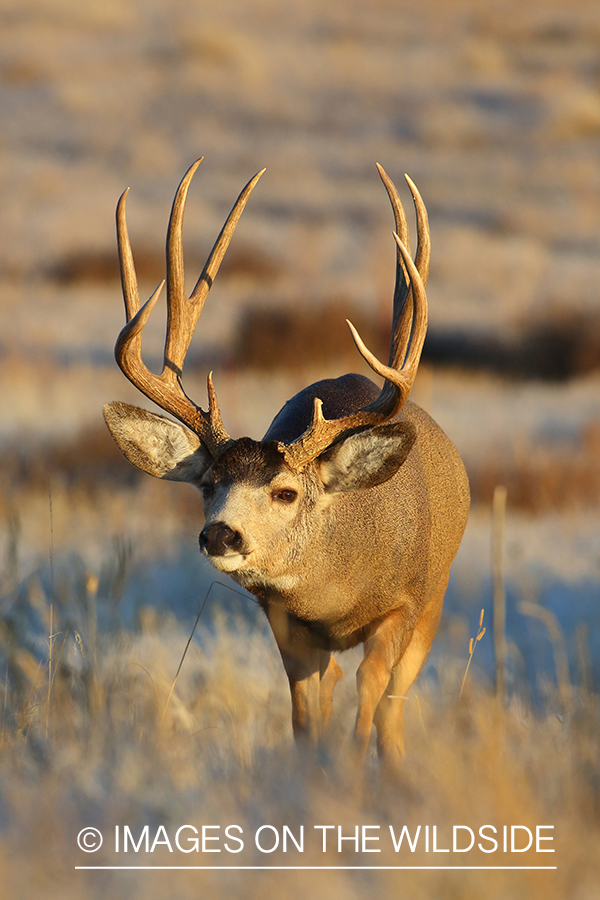 Mule deer buck in field.