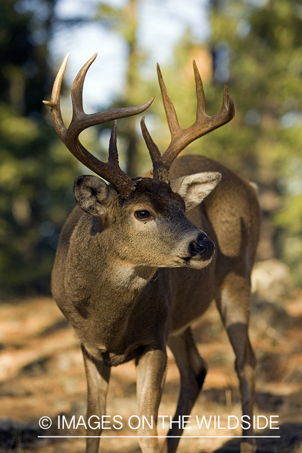 White-tailed deer in habitat