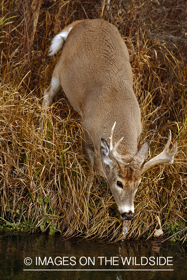 Whitetail Buck