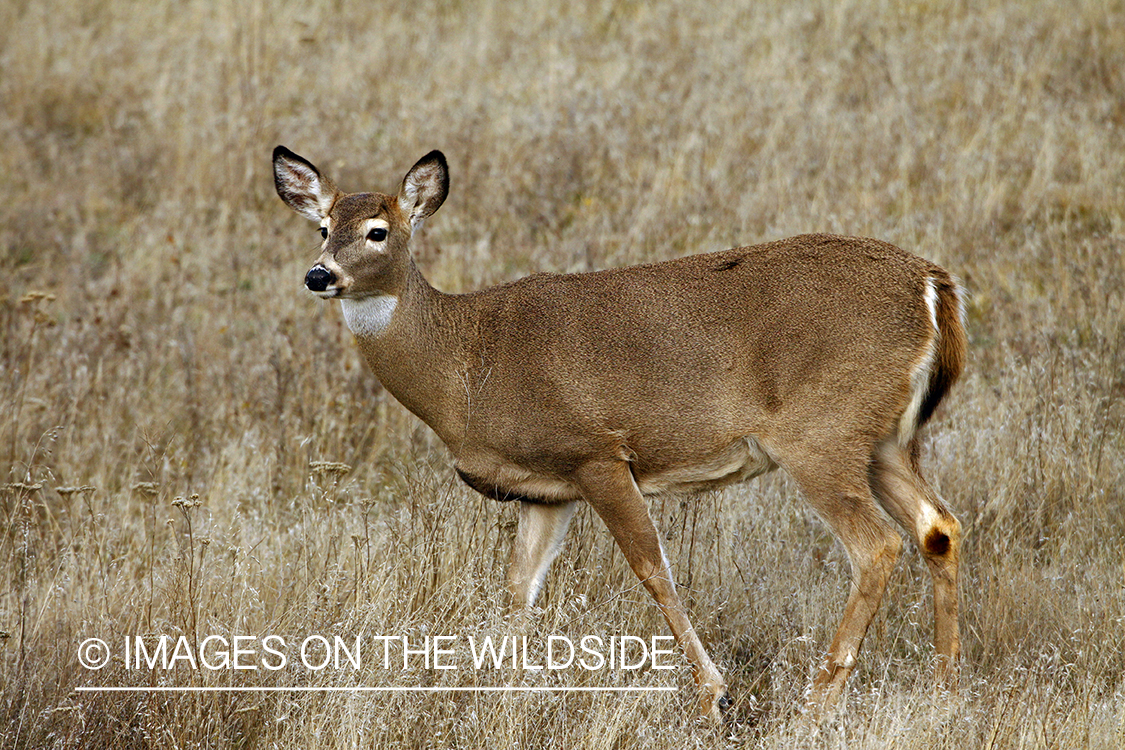 Whitetail Doe