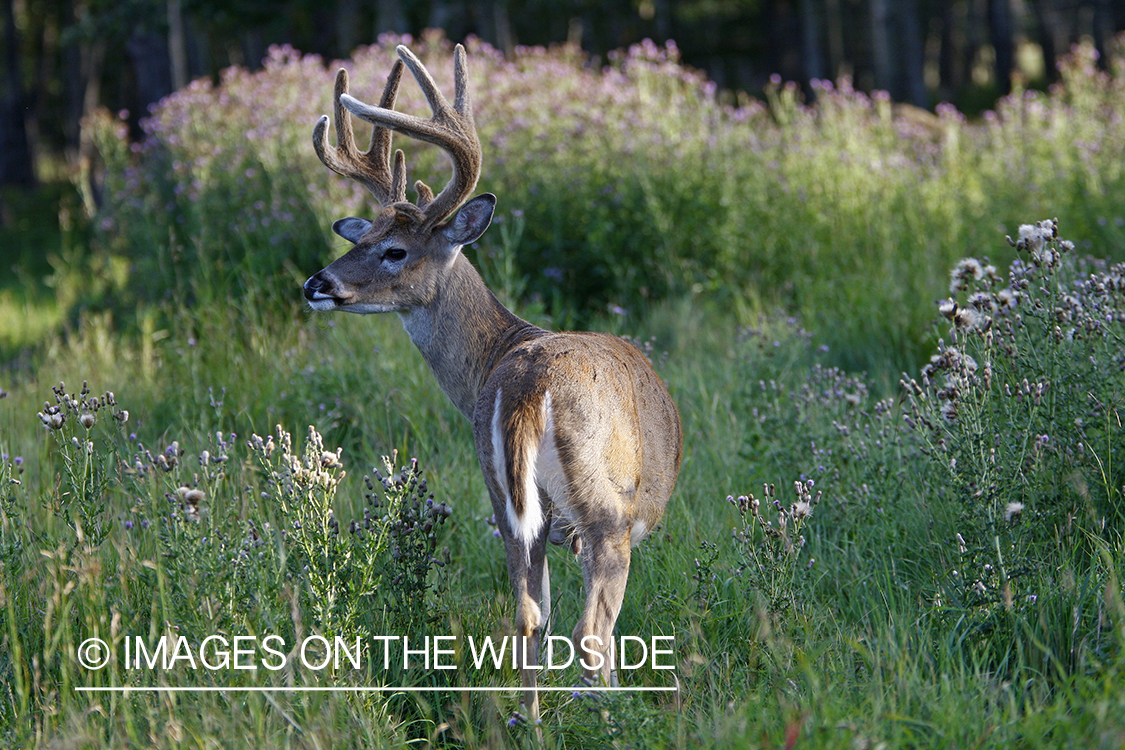 Whitetail buck in velvet