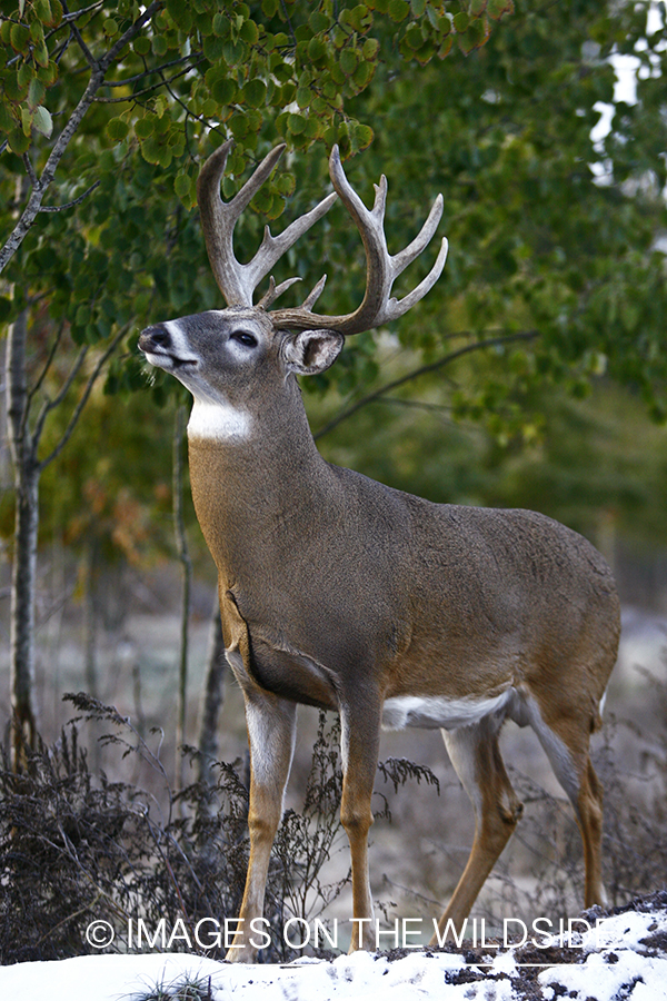 Whitetail buck in habitat