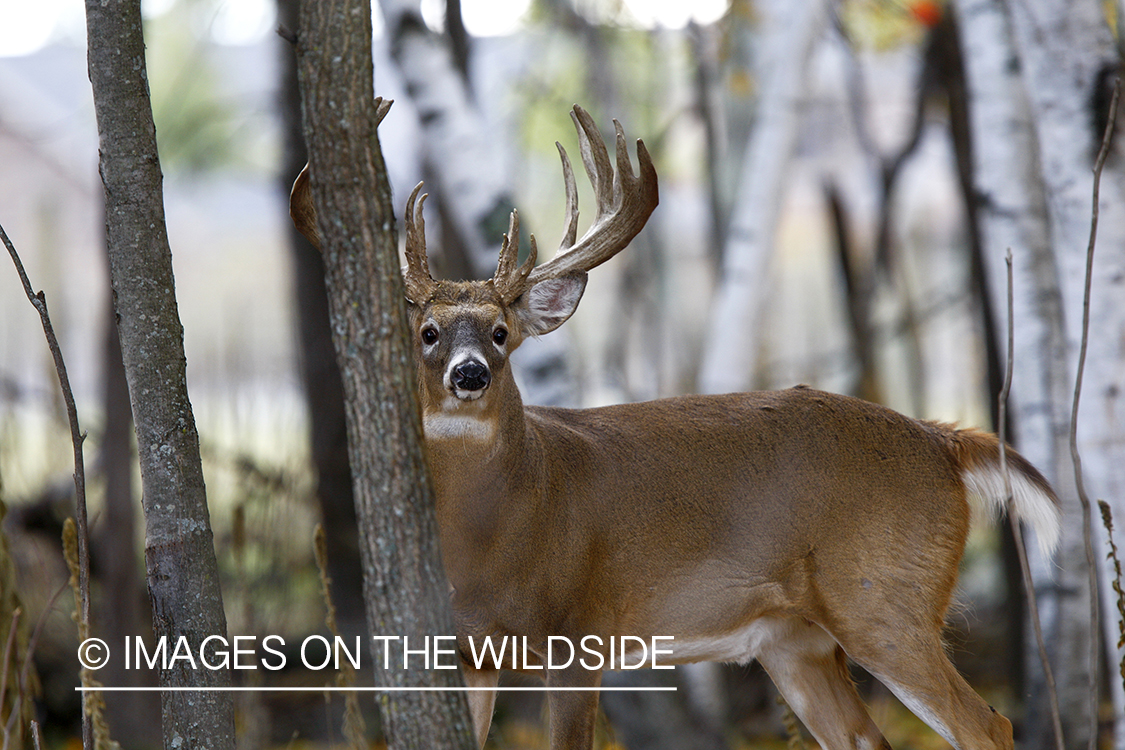 Whitetail buck in habitat