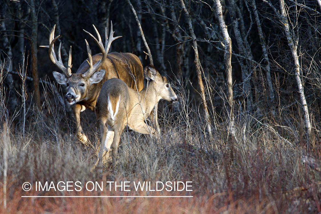 Whitetail buck displaying rutting behavior.