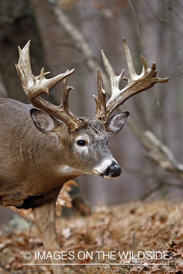 Whitetail buck in habitat.