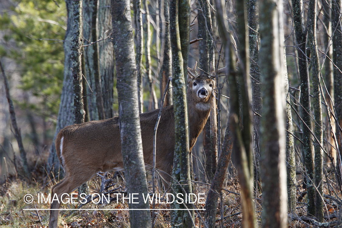 Whitetail buck in habitat.