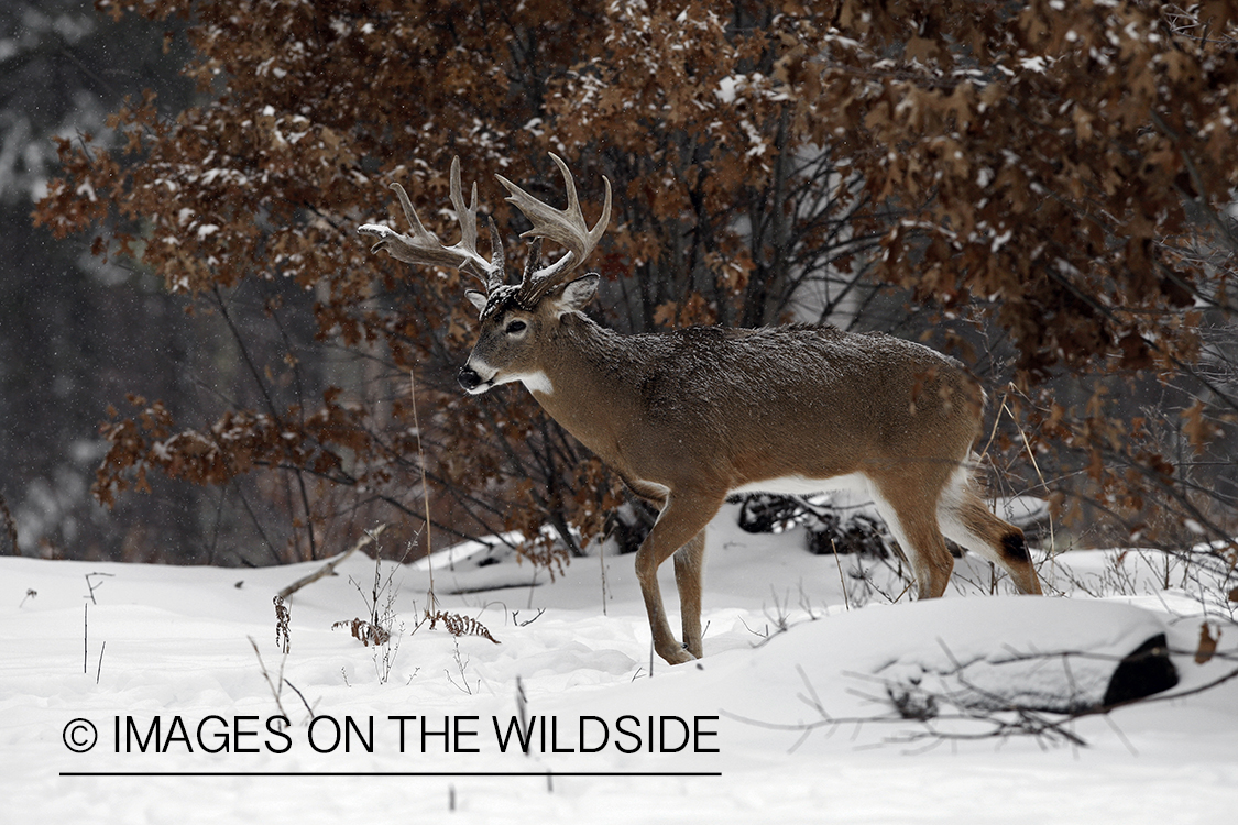 White-tailed buck in habitat.