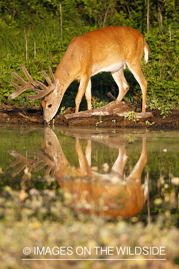 Whie-tailed deer apple creek