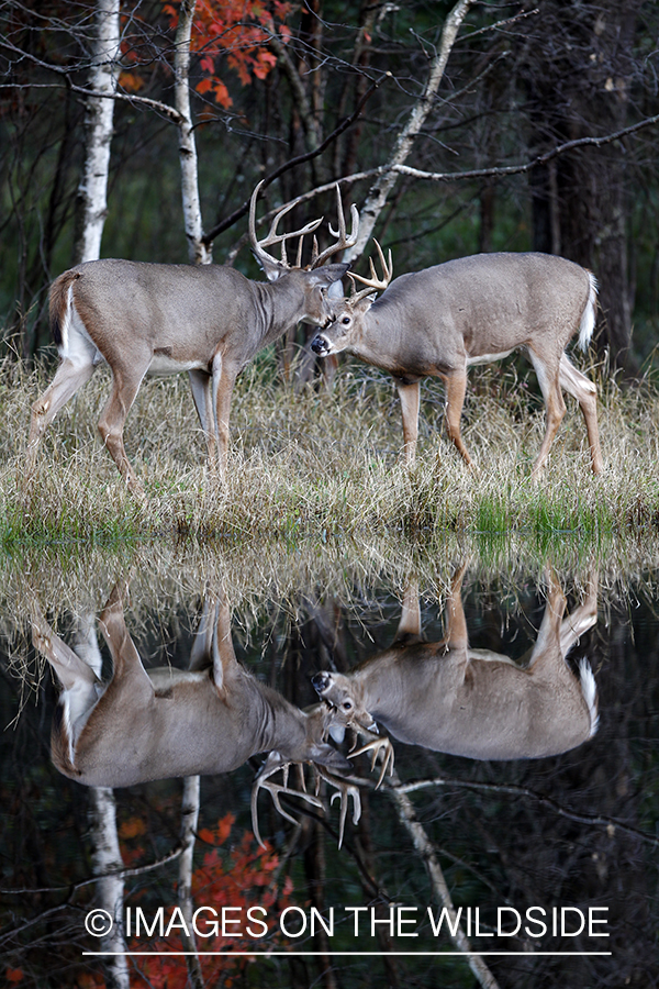 White-tailed bucks in habitat