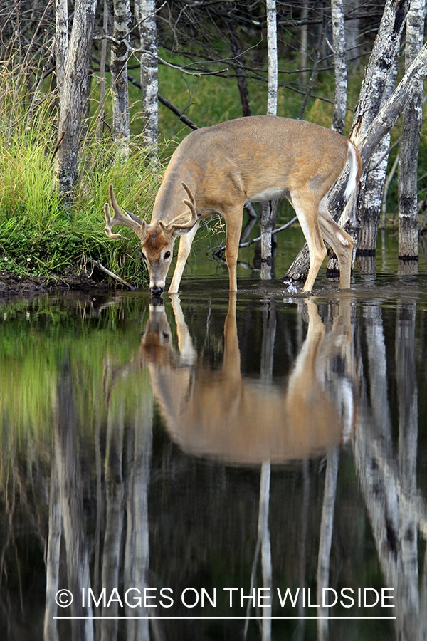 White-tailed buck in velvet 