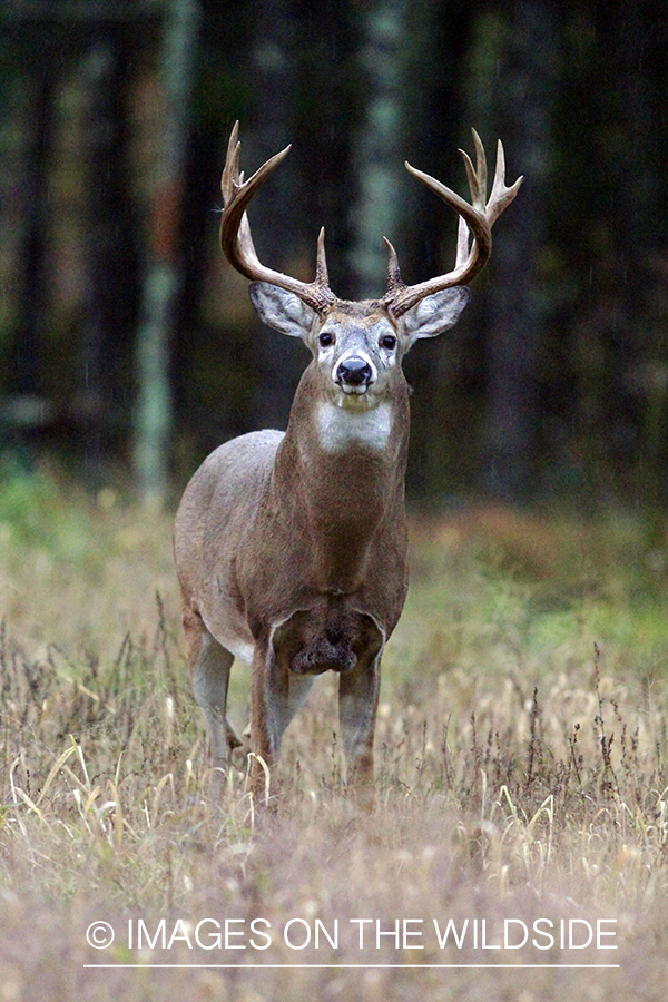 White-tailed buck in habitat. *