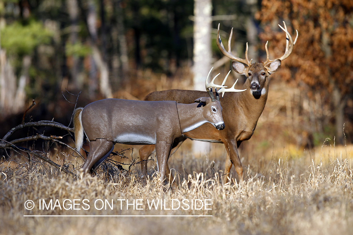 White-tailed buck with decoy in habitat. *