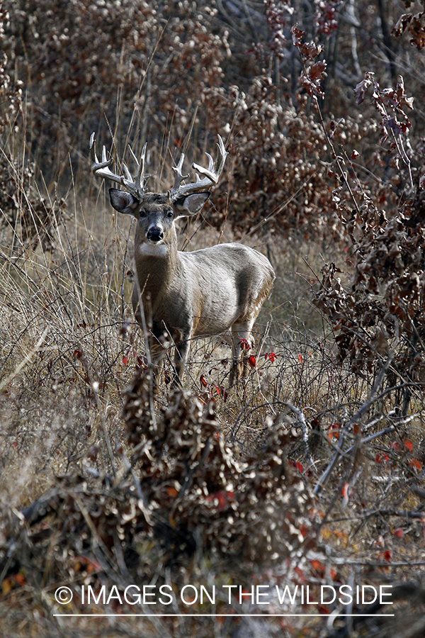 White-tailed buck in habitat. *