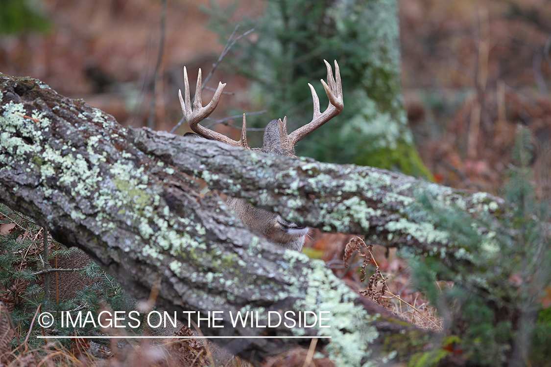 White-tailed buck in habitat. 