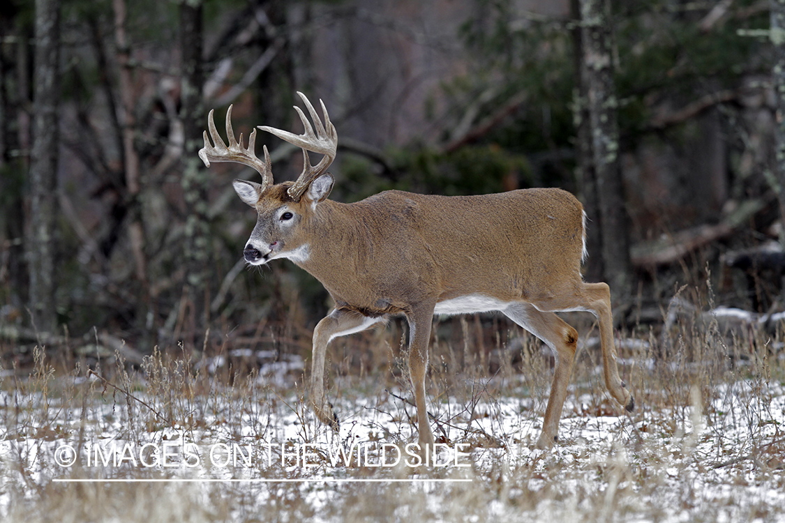 White-tailed buck in habitat. *