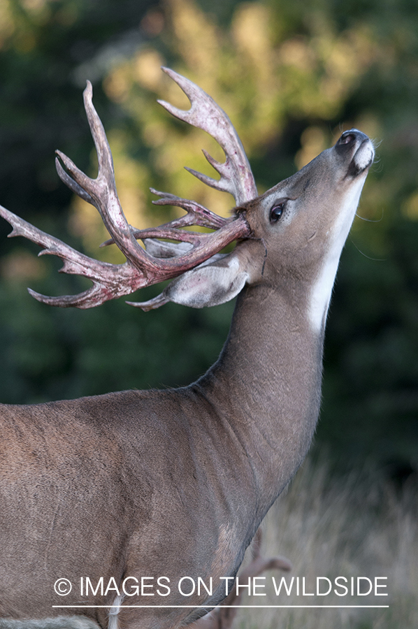 White-tailed buck in habitat. 