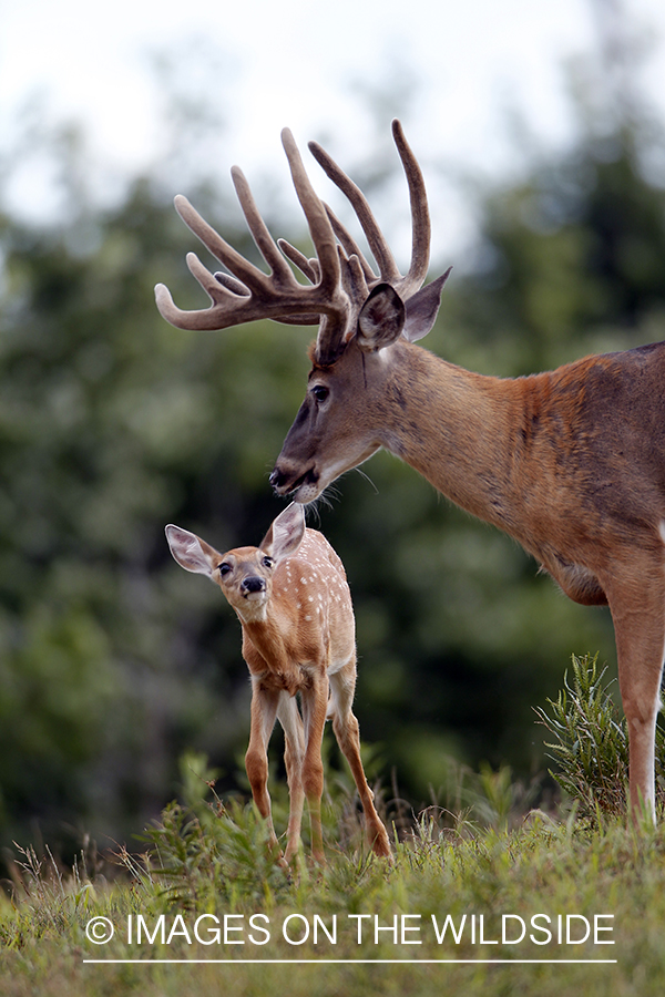 White-tailed buck with fawn. 