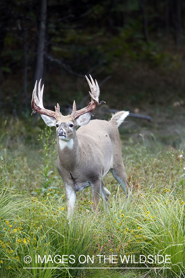 White-tailed buck shedding velvet.  