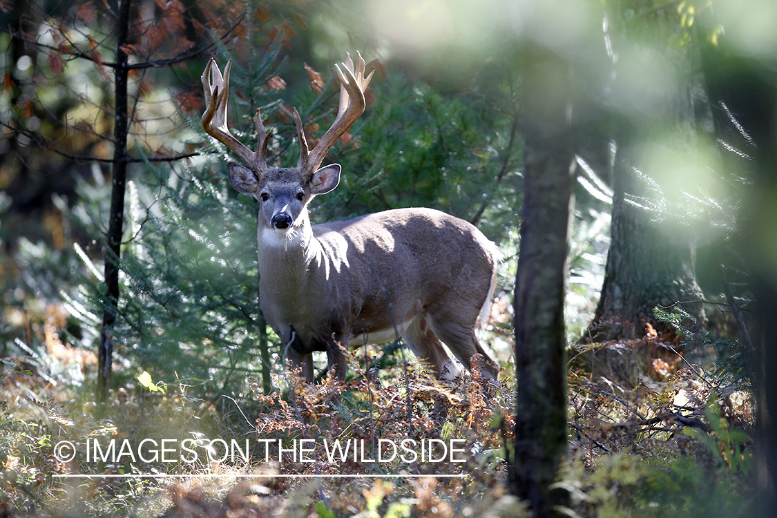 White-tailed buck in habitat. 