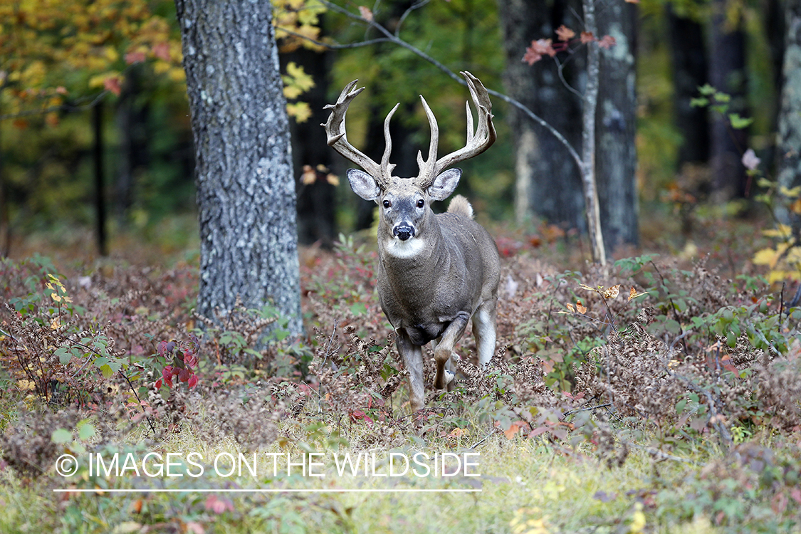 White-tailed buck in habitat. 