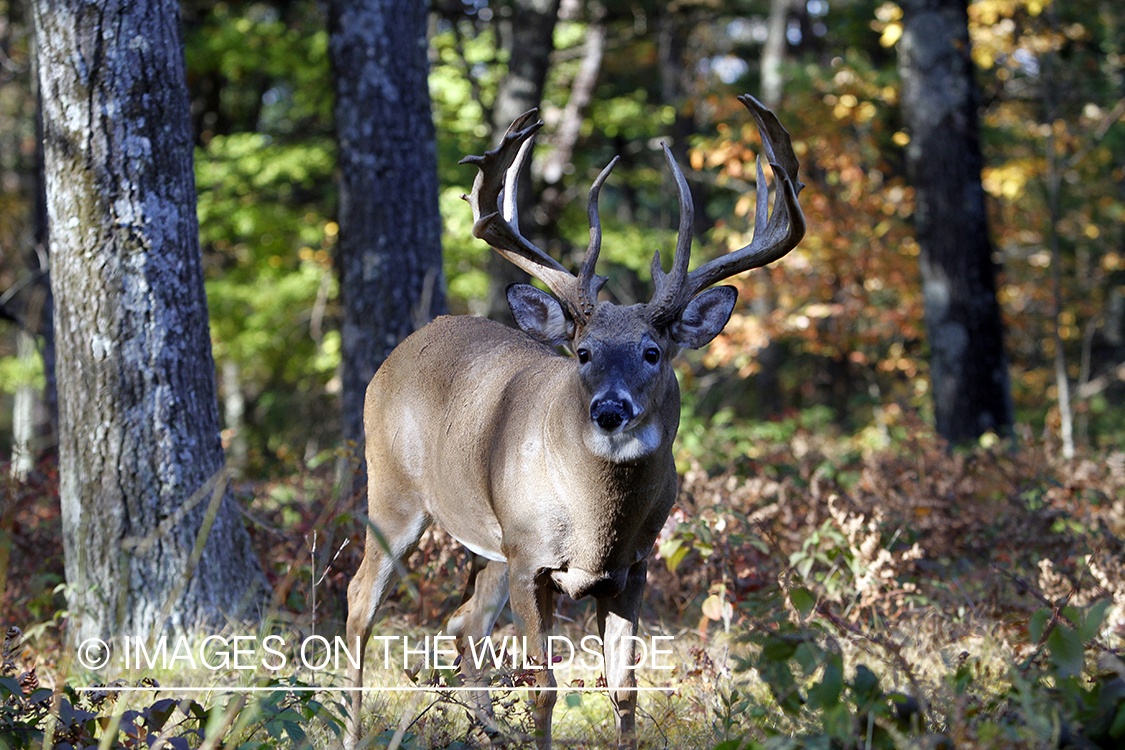 White-tailed buck in habitat. 