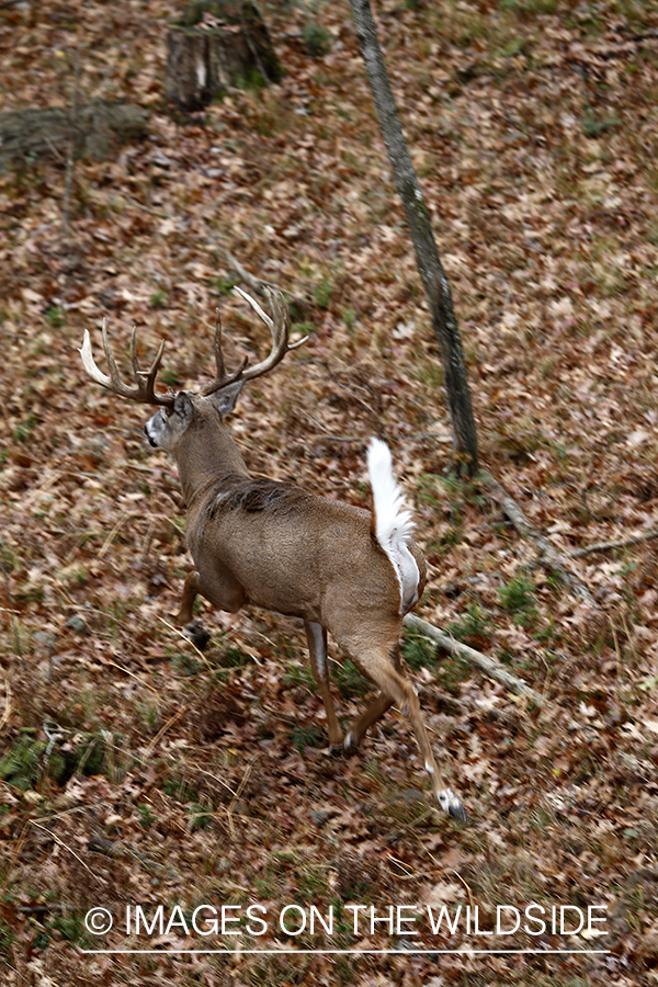 View of white-tailed buck from tree stand. 