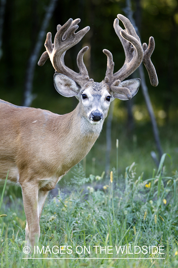 White-tailed buck in velvet.