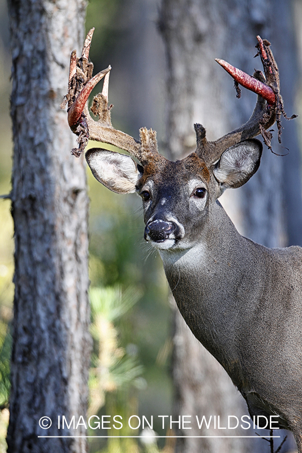 White-tailed buck shedding velvet.