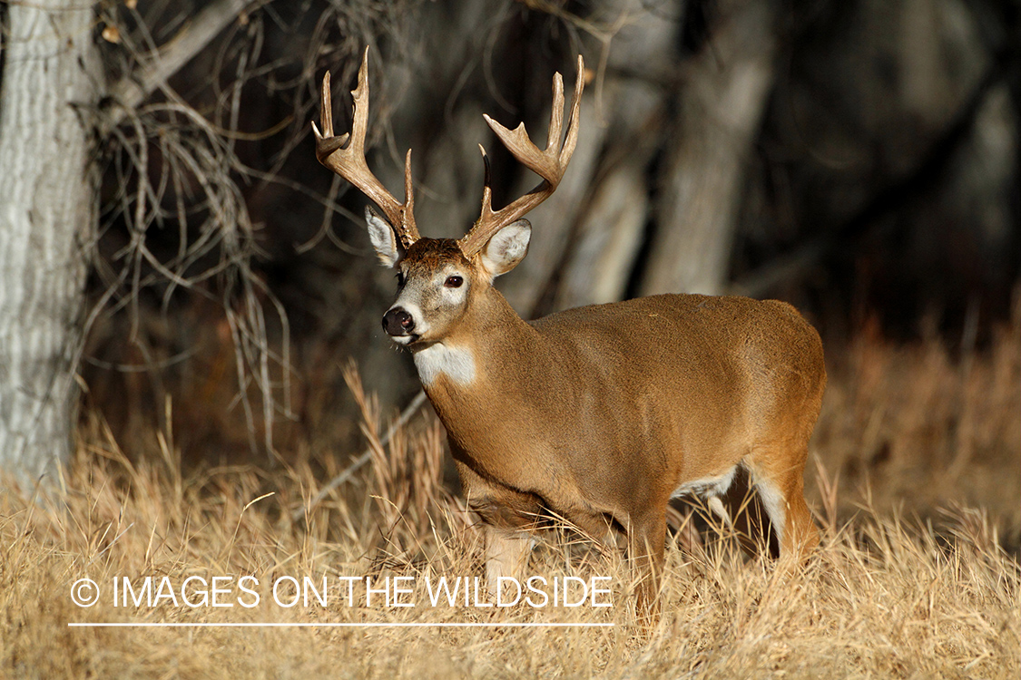 White-tailed buck in habitat.