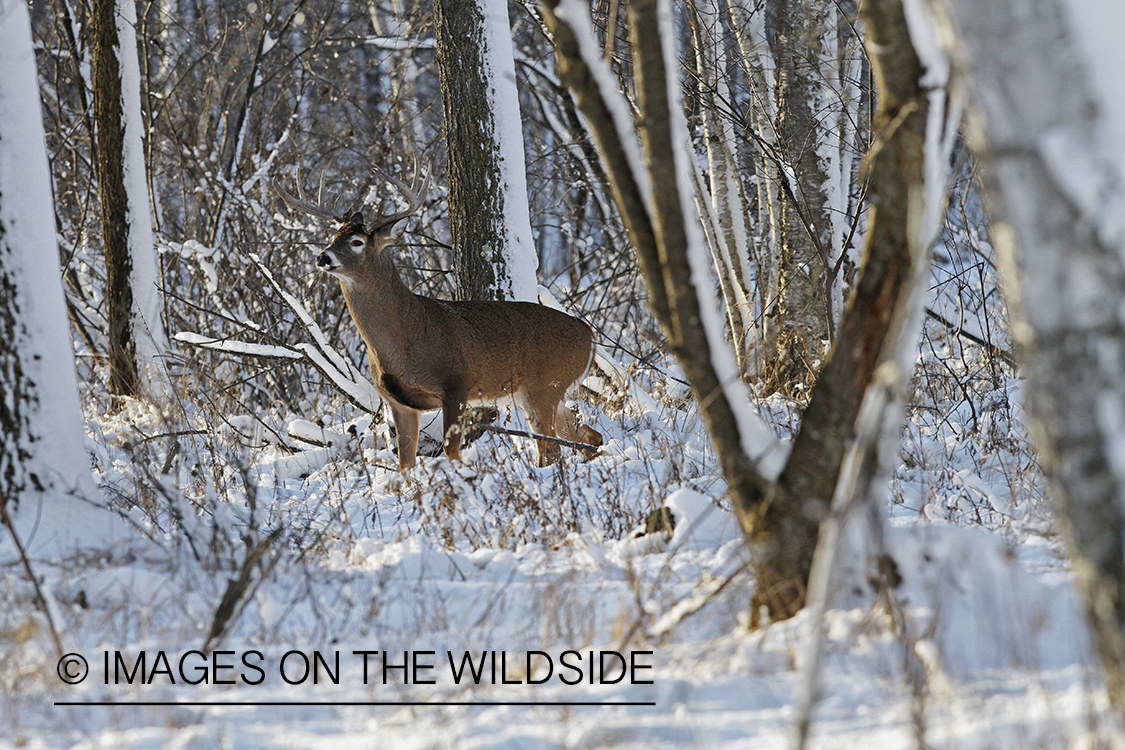 White-tailed buck in winter habitat.