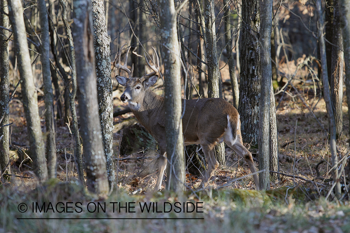 White-tailed buck in habitat.