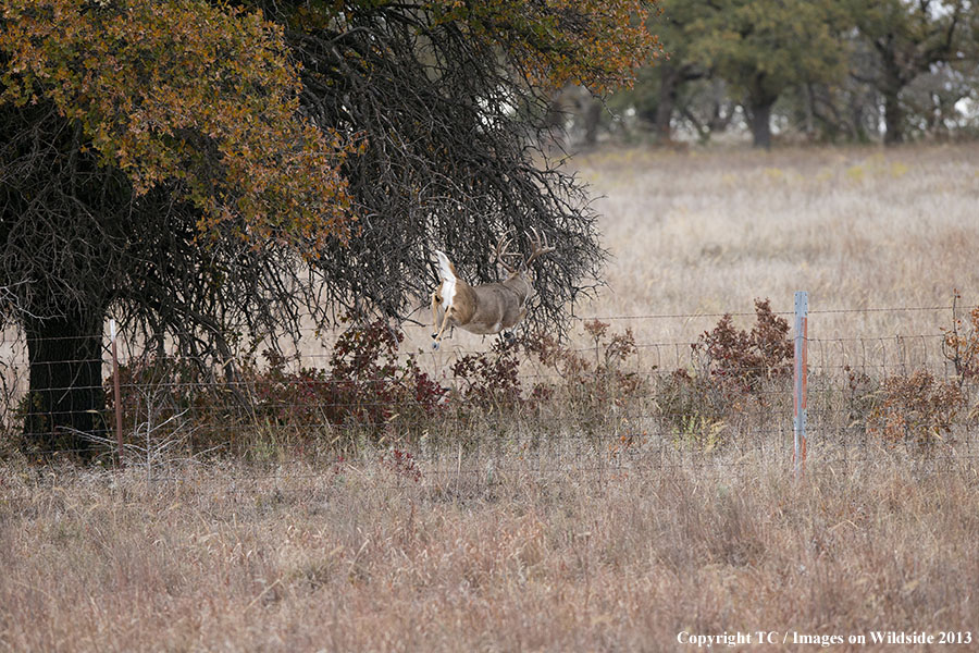 White-tailed buck leaping fence.