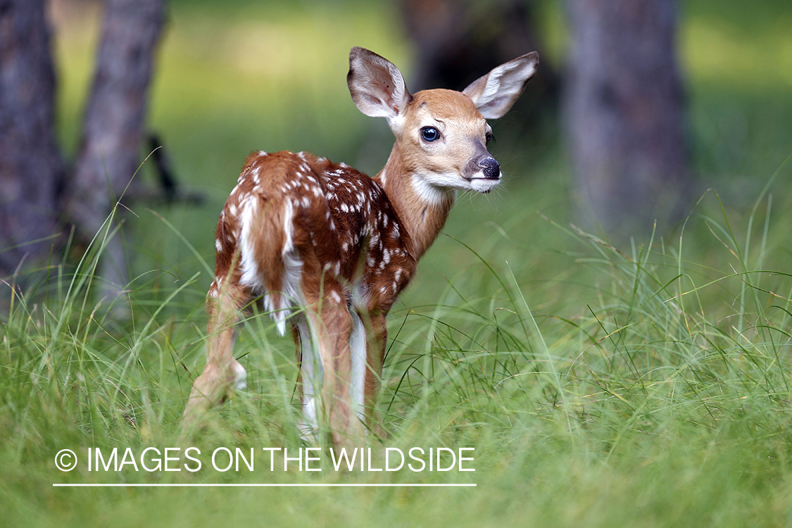 White-tailed fawn in habitat.