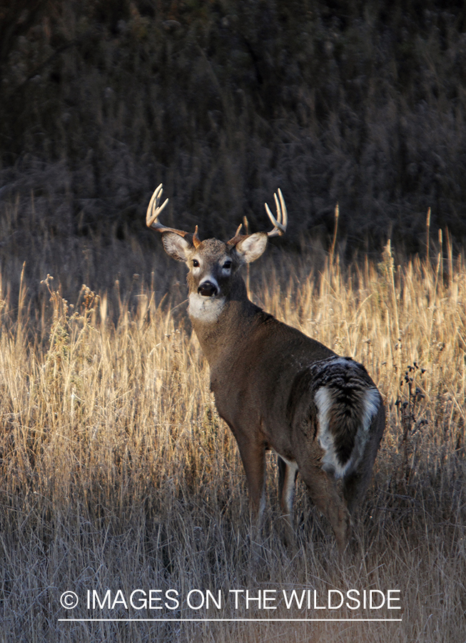 View of White-tailed buck in habitat from tree stand.