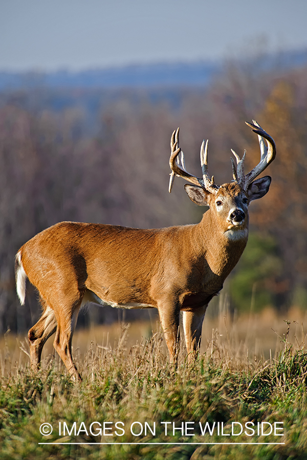 White-tailed buck in habitat.