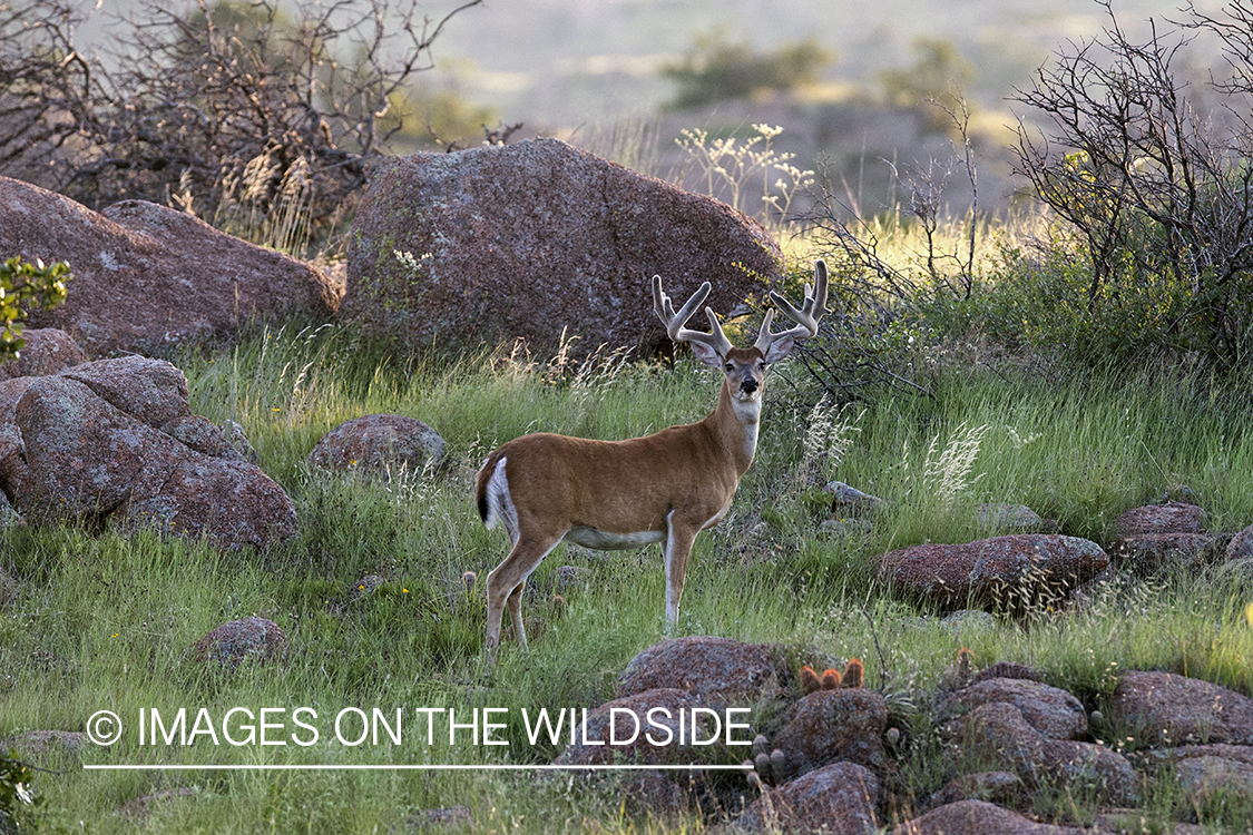 White-tailed buck in velvet.