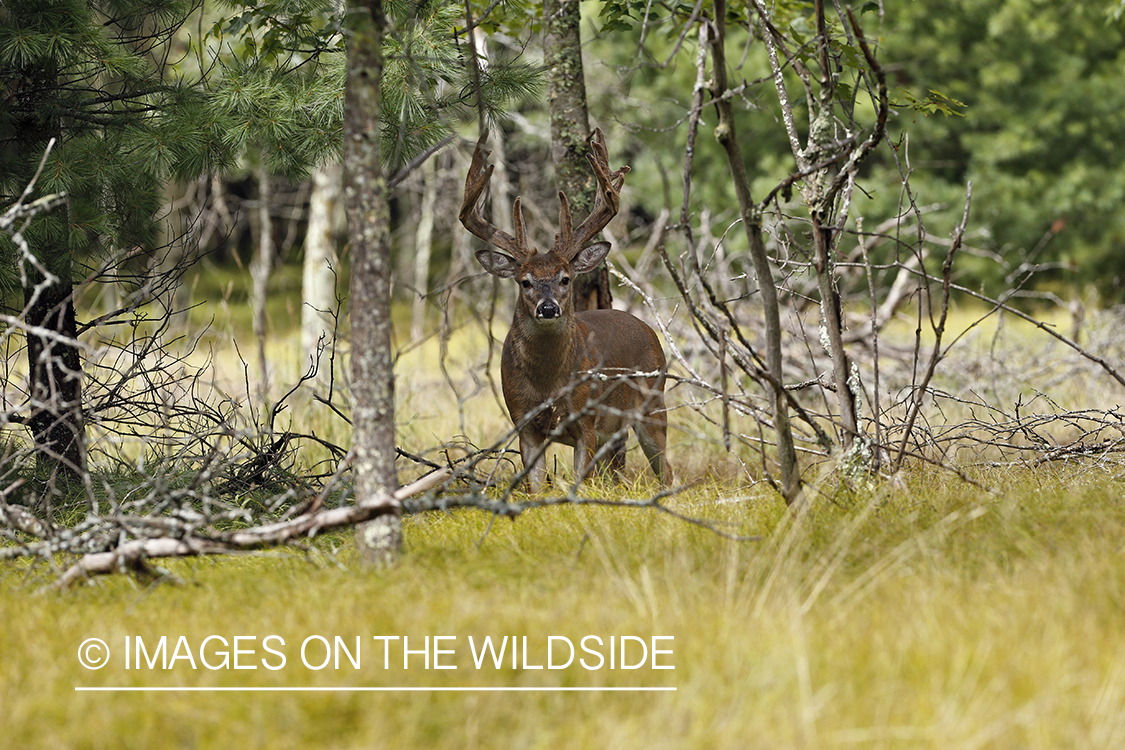 White-tailed buck in habitat.