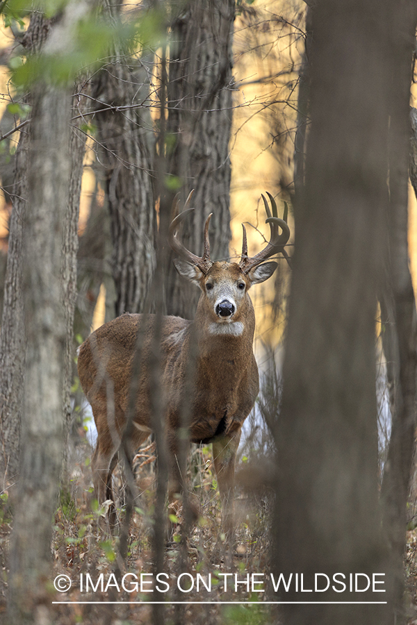 White-tailed buck in habitat.