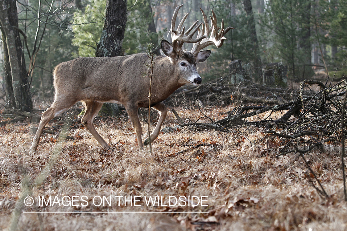 White-tailed buck in habitat. 