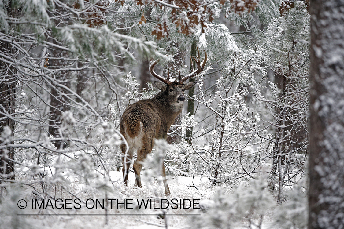 White-tailed buck in winter habitat.