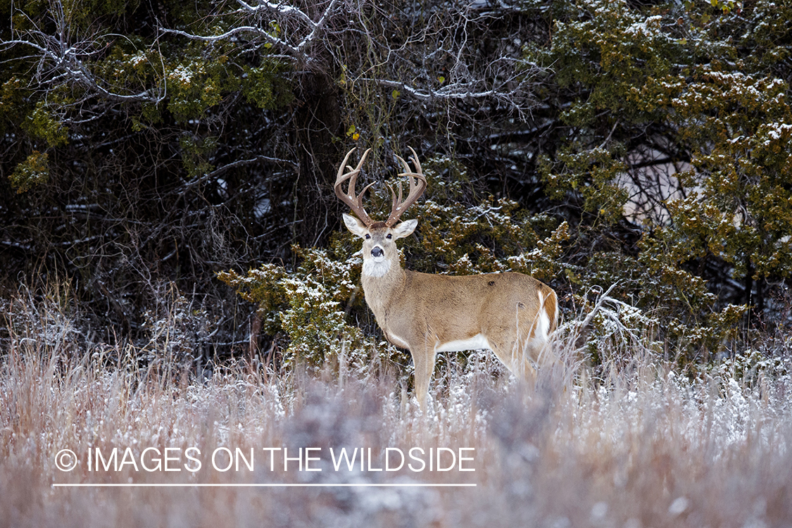 White-tailed buck in winter habitat.