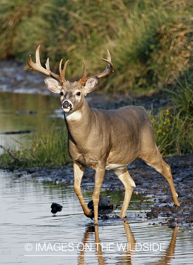 White-tailed Bucks in Velvet in creek.