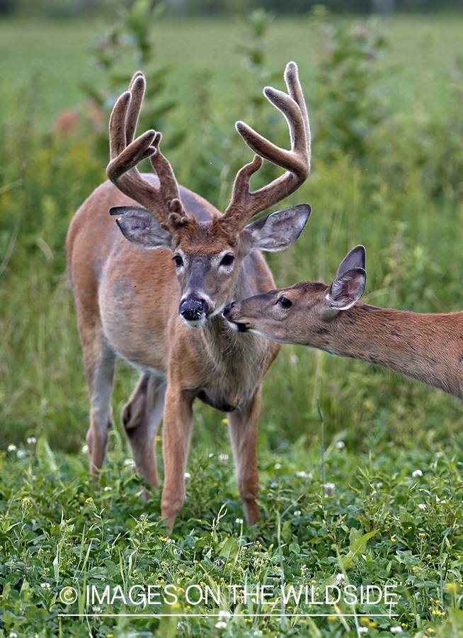 White-tailed buck and doe in meadow.